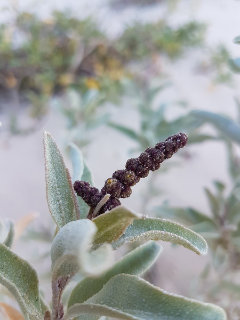 Atriplex cinerea Grey Saltbush