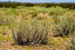 Atriplex obovata Mound Saltbrush