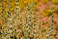 Atriplex obovata Mound Saltbrush