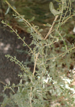 Atriplex polycarpa Cattle spinach