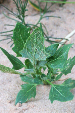Atriplex rosea Tumbling or redscale saltweed