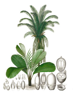 Attalea butyracea Wine Palm