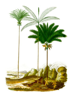 Attalea maripa Inaja, Maripa Palm