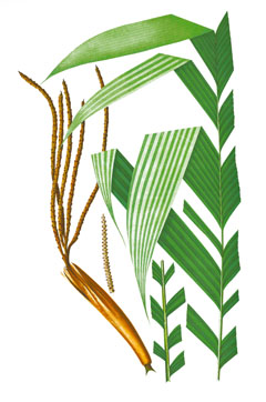 Attalea speciosa Babassu, American Oil Palm, Motacu, Motacuchi