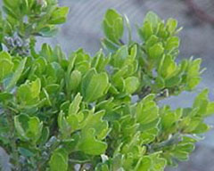 Backhousia myrtifolia Grey Myrtle