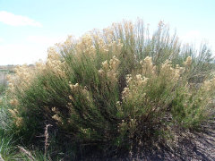 Baccharis sarothroides Desert Broom