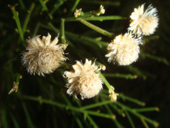 Baccharis sarothroides Desert Broom