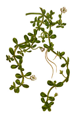 Bacopa monnieri Herb of Grace, Brahmi, Smooth Water Hyssop