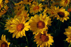 Balsamorhiza sagittata Oregon Sunflower, Arrowleaf balsamroot