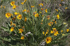 Balsamorhiza sagittata Oregon Sunflower, Arrowleaf balsamroot