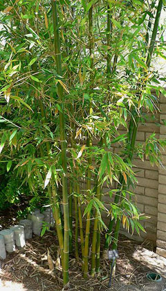 Bambusa oldhamii Ryoku-Chiku, Giant Timber Bamboo, Oldham