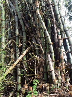 Bambusa blumeana Spiny Bamboo. Spiny bamboo, Thorny bamboo