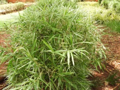 Bambusa heterostachya Malay Dwarf Green