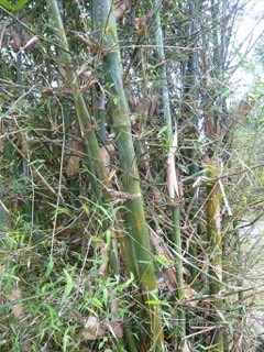 Bambusa pervariabilis Clumping Bamboo