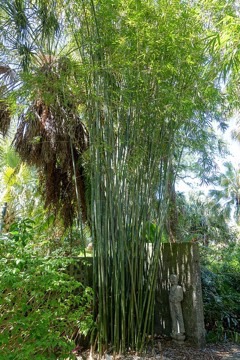Bambusa textilis Clumping Bamboo. Weaver