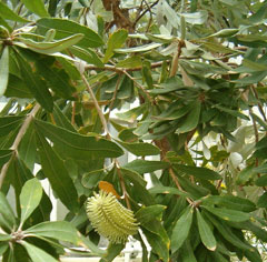 Banksia integrifolia Coast Banksia