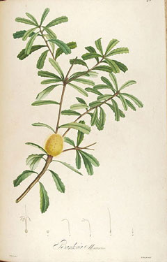 Banksia marginata Silver Banksia