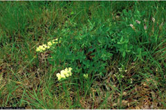 Baptisia bracteata Plains Wild Indigo, Longbract wild indigo, False Indigo, Cream Wild Indigo
