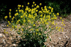 Barbarea vulgaris Yellow Rocket, Garden yellowrocket