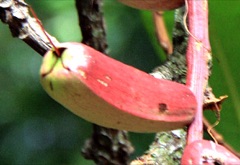 Barringtonia novae hiberniae Pao Nut