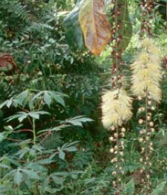 Barringtonia procera Pao nuts, Cut nut