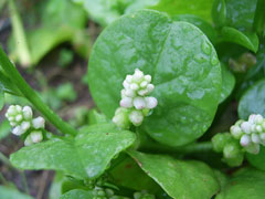Basella alba Malabar Spinach, Indian Spinach, Ceylon spinach,