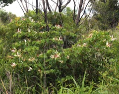 Bauhinia petersiana White bauhinia, Zambezi coffee