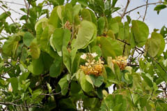 Bauhinia vahlii Malu Creeper, Adda Leaf, Pahur Camel