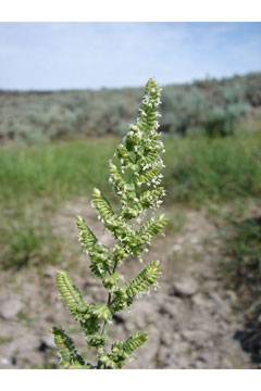 Beckmannia eruciformis Sloughgrass