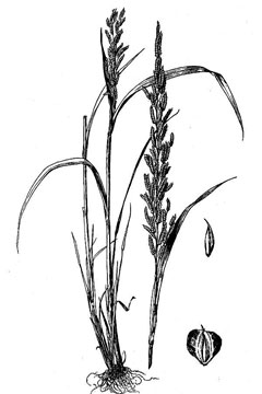 Beckmannia eruciformis Sloughgrass