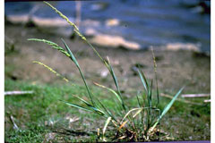 Beckmannia syzigachne American Sloughgrass