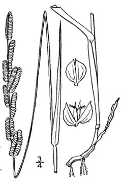 Beckmannia syzigachne American Sloughgrass