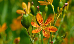 Belamcanda chinensis Leopard Lily, Blackberry lily, Leopard Flower