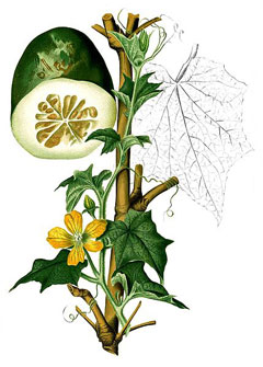 Benincasa Wax Gourd