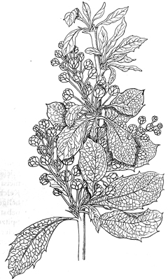 Berberis asiatica Chutro, Rasanjan (Nep); marpyashi (Newa); Daruharidra, Darbi (Sans)