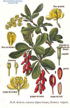 Berberis vulgaris European Barberry, Common barberry