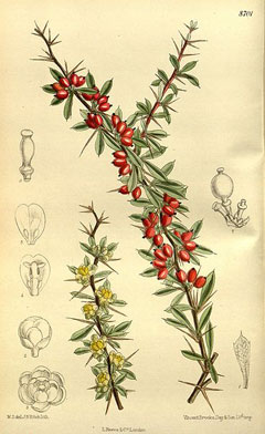 Berberis wilsoniae Wilson barberry