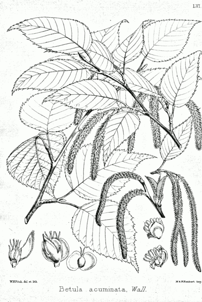 Betula alnoides 