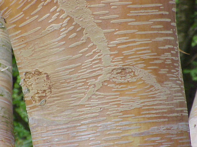 Betula ermanii Gold Birch