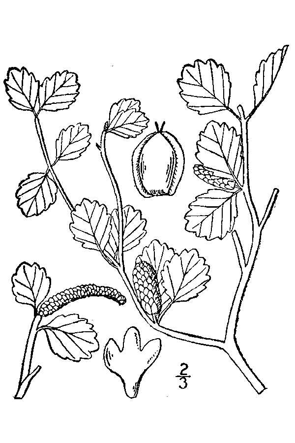 Betula glandulosa Scrub Birch