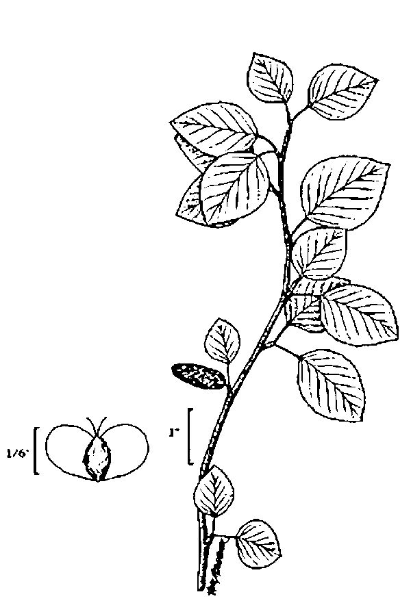 Betula occidentalis Water Birch