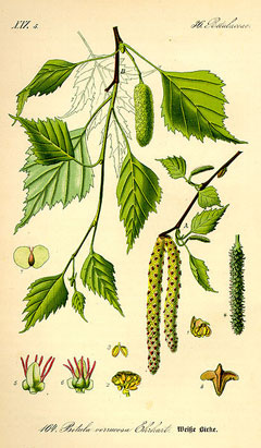 Betula pendula Silver Birch, European white birch, Common Birch, Warty Birch, European White  Birch