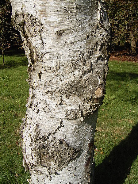 Betula platyphylla White Birch, Asian white birch,