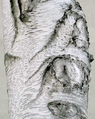 Betula populifolia Grey Birch