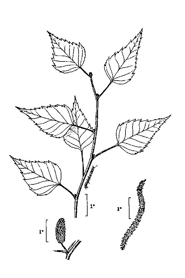 Betula populifolia Grey Birch