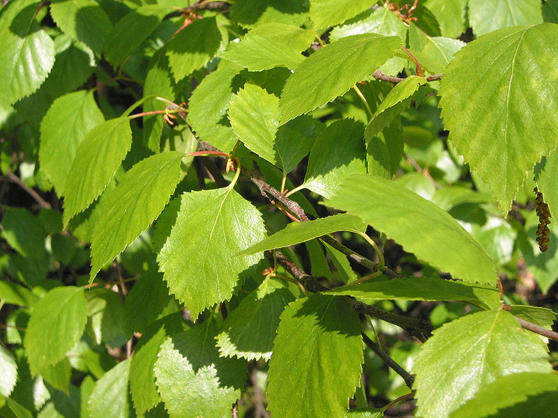 Betula pubescens White Birch,  Downy birch
