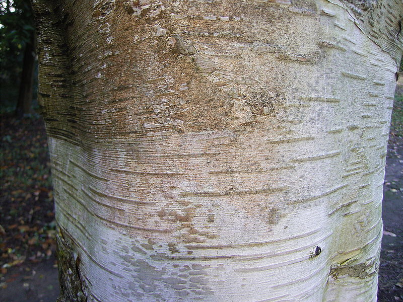 Betula utilis Indian Paper Birch, Whitebarked Himilayan Birch, Jacquemontii Birch