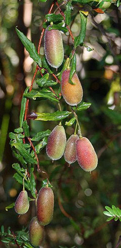 Billardiera scandens Common Appleberry