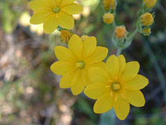 Blackstonia perfoliata Yellow Wort