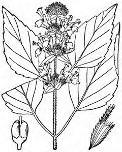 Blephilia hirsuta Hairy wood-mint or hairy pagoda plant